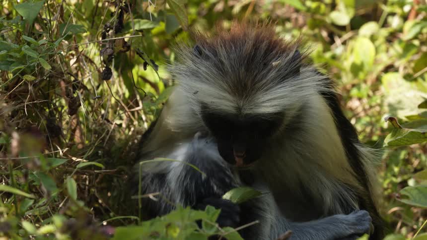 Mother and baby monkey sitting together in the forest amongst plants