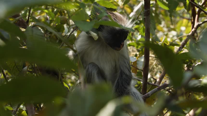 Monkey scratches itself with a rear limb as it sits in tree