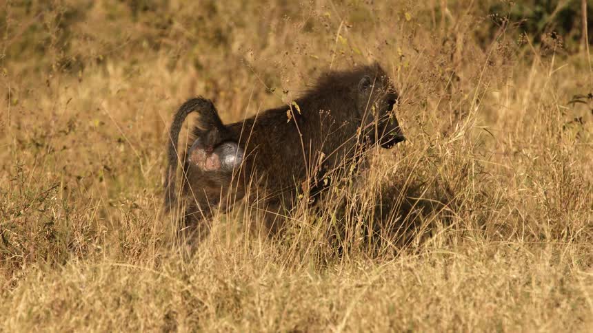 A monkey walking slowly away from the camera into dried grass