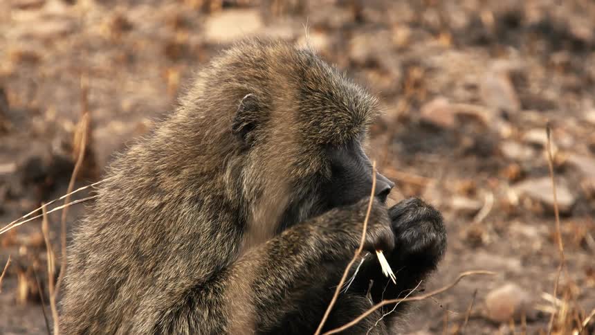 Baboon sits on ground biting and chewing plant stalk