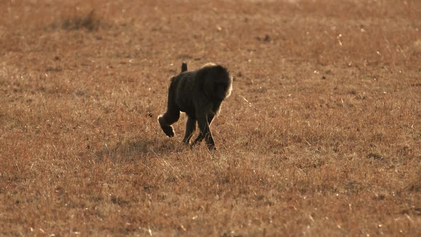 A baboon walking in a grassy area stops and to eat something