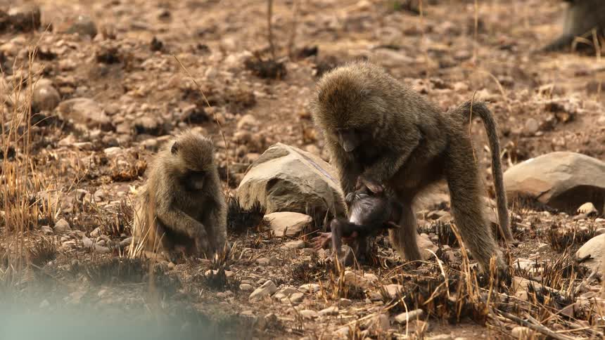 A baboon lifts up the baby baboon