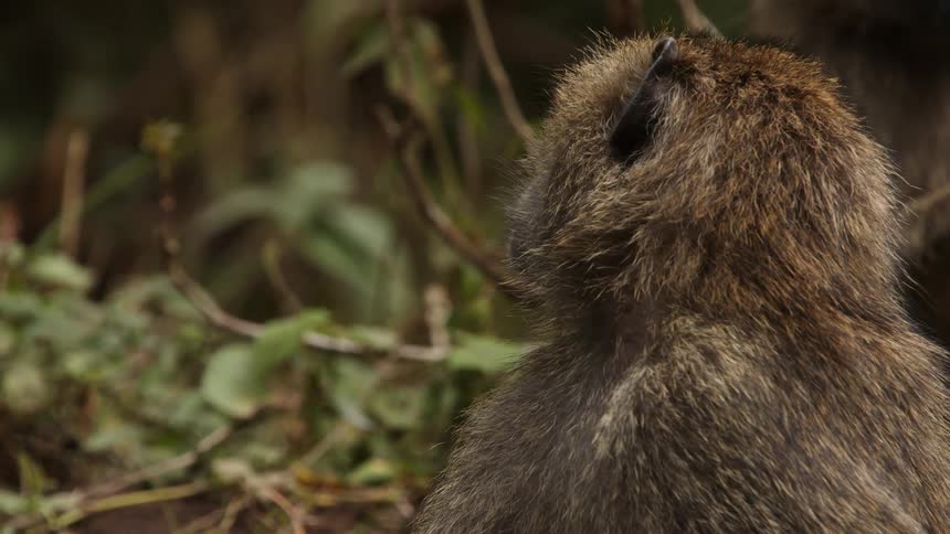 Baboon turns its head to look around