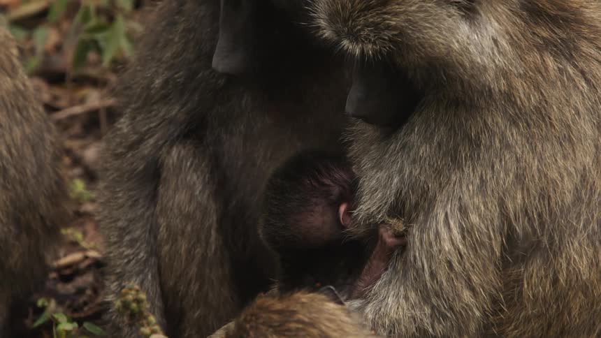 An up close of two adult monkeys and a baby monkey in one of their arms