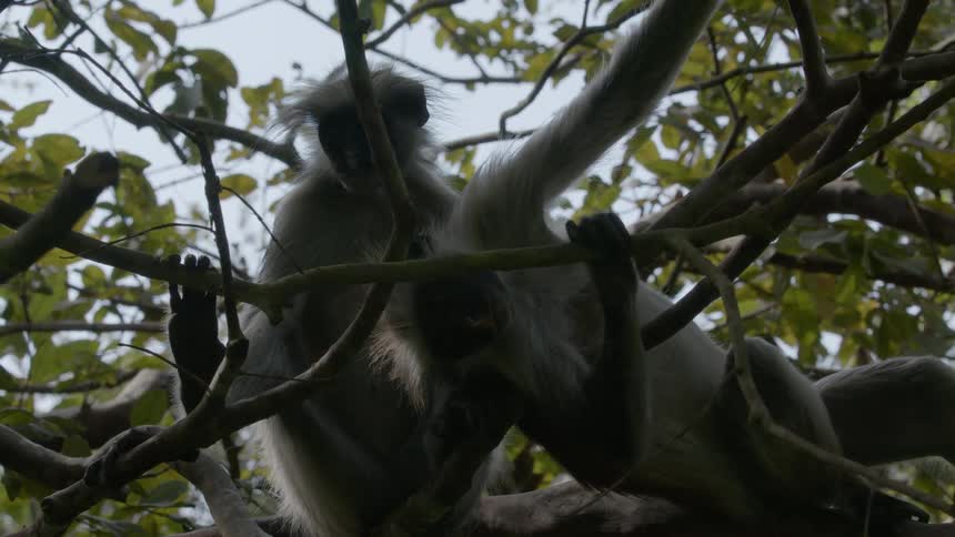 Two monkeys sitting in a tree next to each other