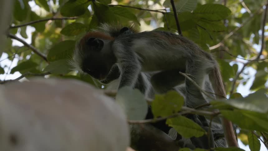 A black and white mother and baby monkey climbing around on branches in a tree