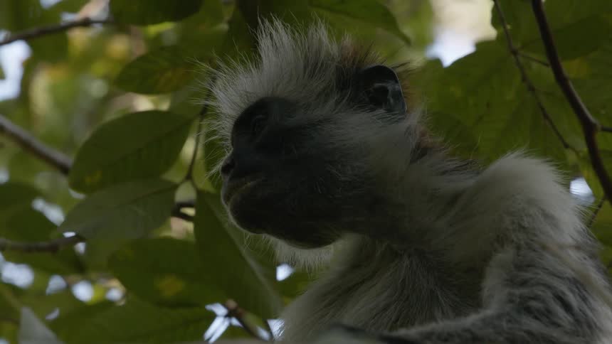 A black and white monkey sitting in a tree looking around
