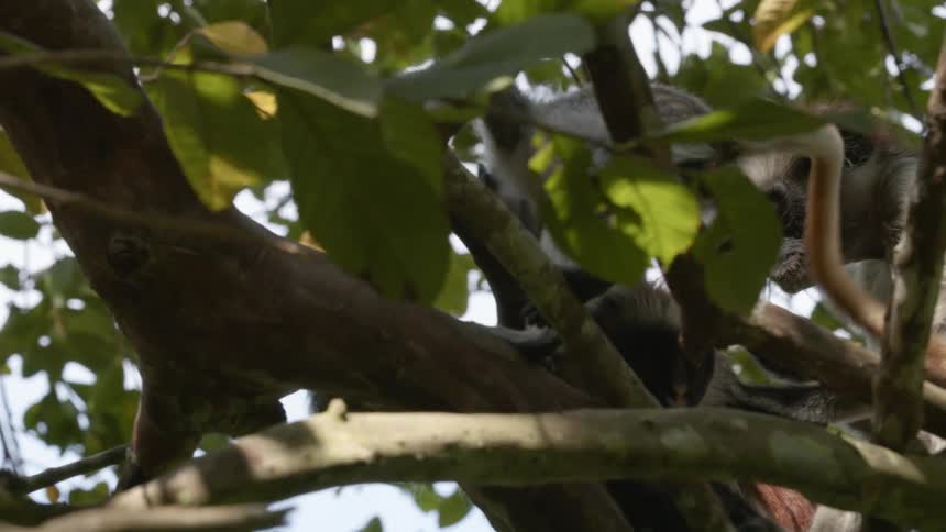 A monkey jumping on a tree branch in nature