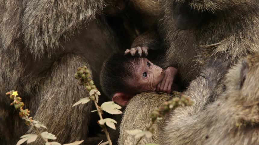Baby baboon resting on the legs of its parents in the wild