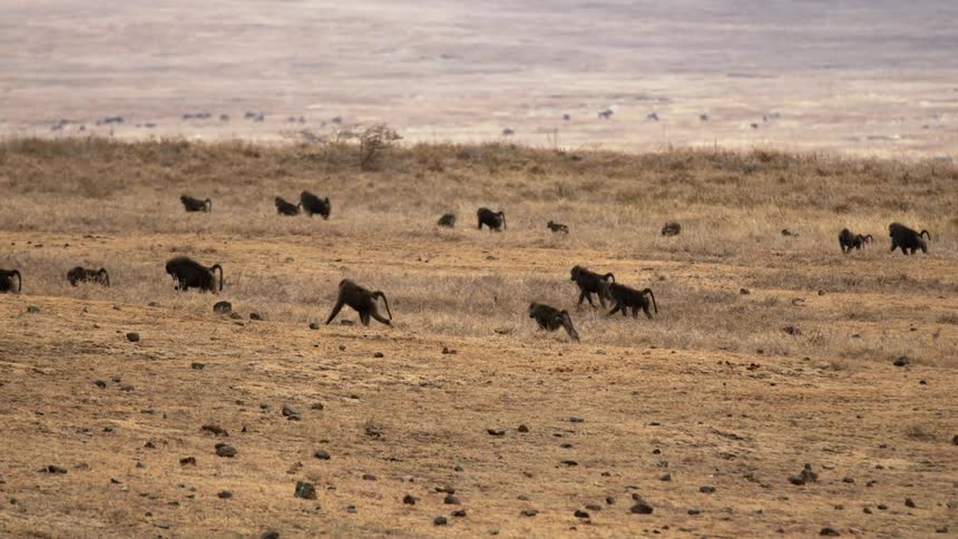 A group of monkeys walking slowly across dried grasslandsq