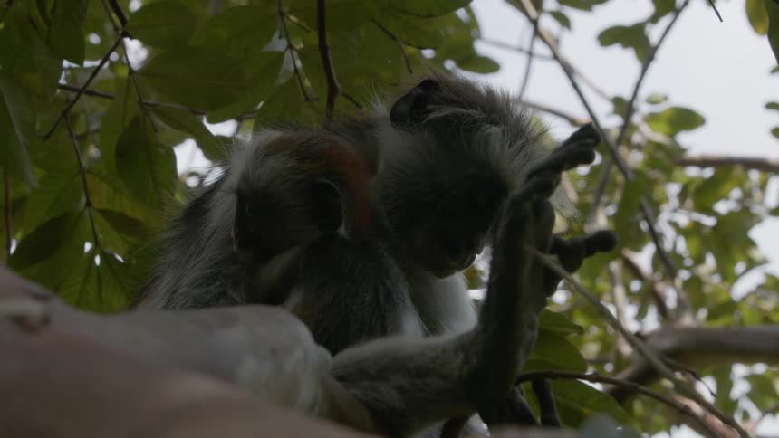 An adult and baby monkey sitting in a tree