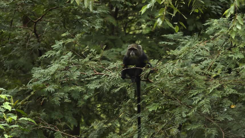 Monkey with long tails sits on swaying branch as another climbs down