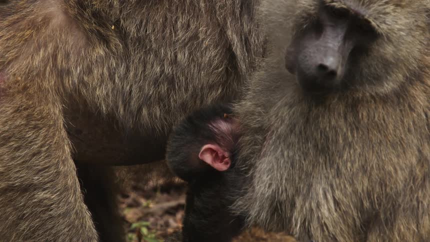 Young baboon clings on his mother shoulder