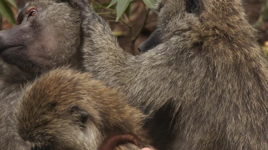 A baby monkey crawls on the adult monkey while the adult monkey pickings through anothers fur
