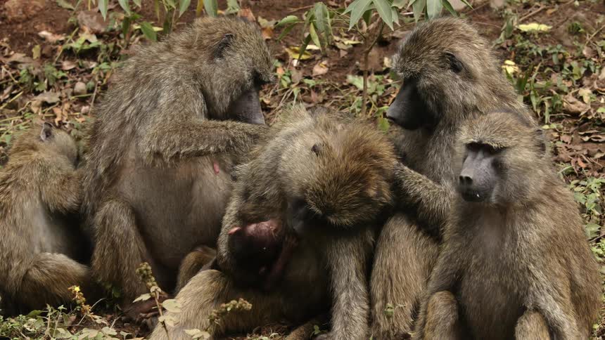 A small group of monkeys sitting together picking one of the monkeys fur while holding a baby