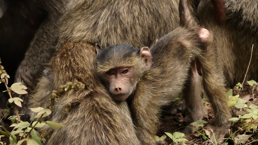 A baby baboon leans against its family