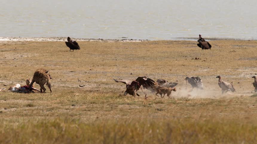 Vultures and jackals fight over meat