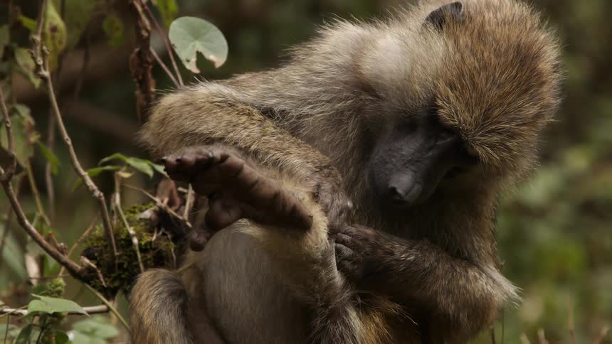 Close up of wild monkeys cleaning each other