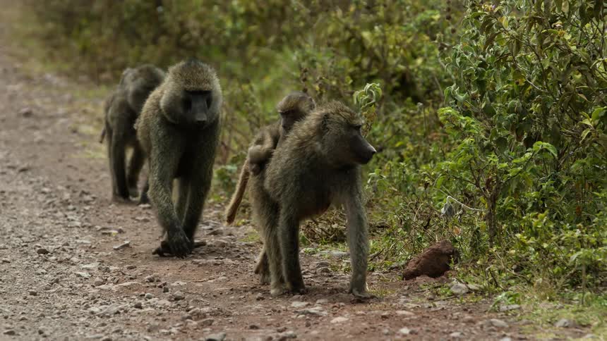 Three adult monkeys walking one with a baby on its back