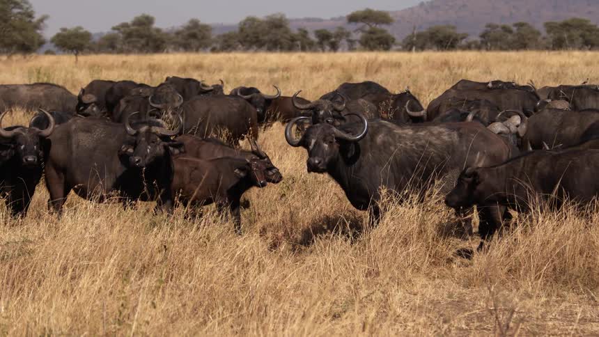 A herd of ox stand in the grass