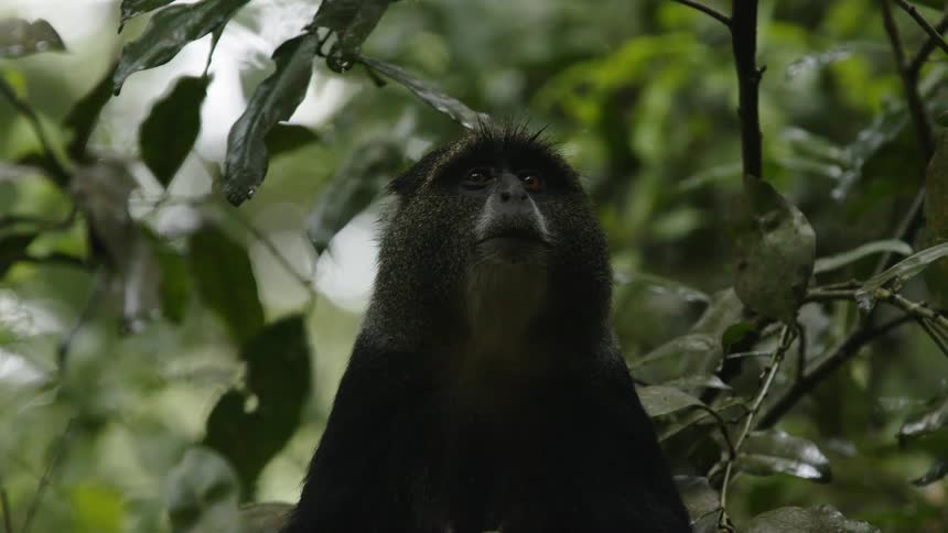 A monkey looks around at its surroundings while sitting in a tree during the day