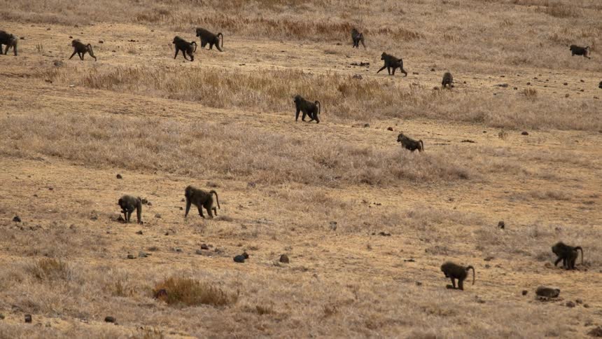 A group of monkeys walking slowly across dried grasslands