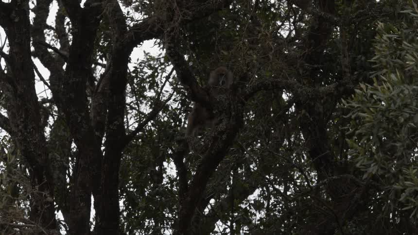 A view of a monkey jumping around in a tree