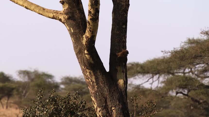 A monkey climbs down a tree