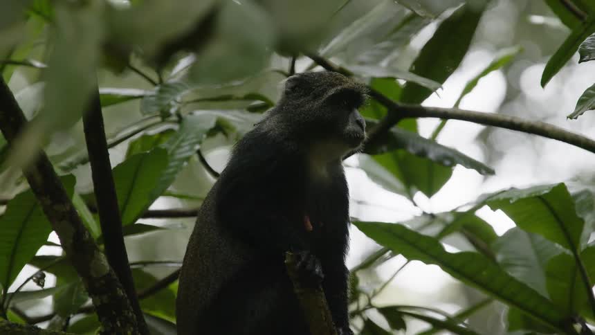 A monkey jumps up to a tall tree branch