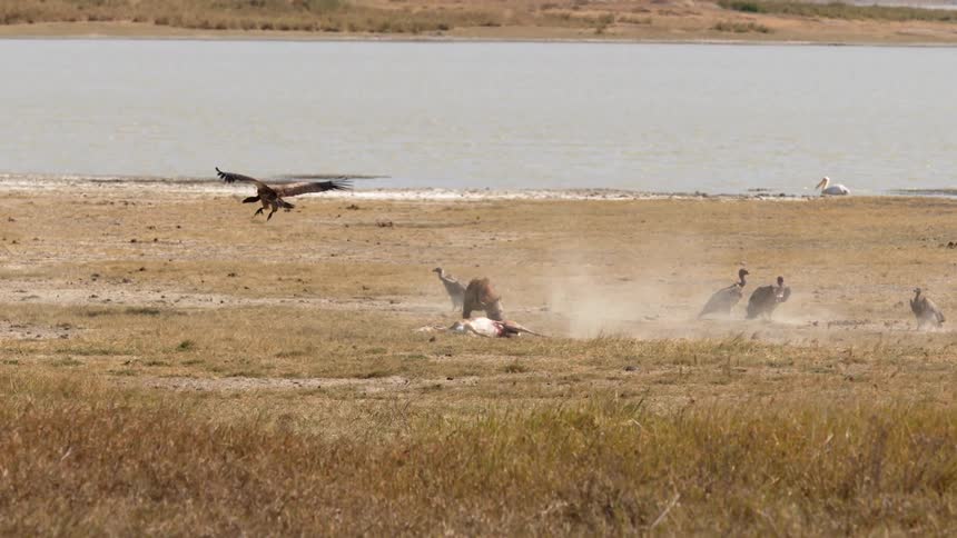 A hyena runs over to a carcass that vultures had been preying on