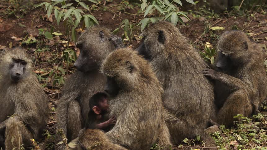A group of monkeys are sitting in the jungle