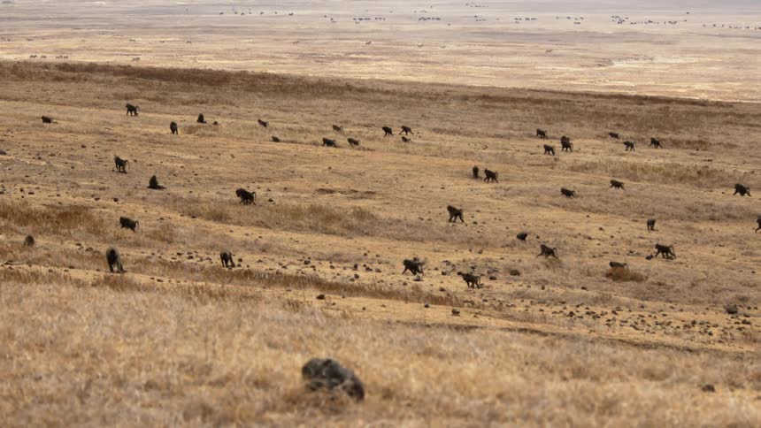 Herd of baboons walking across the grasslands in the wild