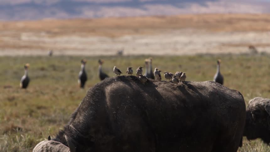 Birds standing on the back of a wild african buffalo standing on the savannah