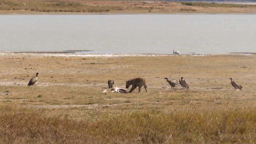 A hyena eats the corpse of an antelope while vultures watch from nearby