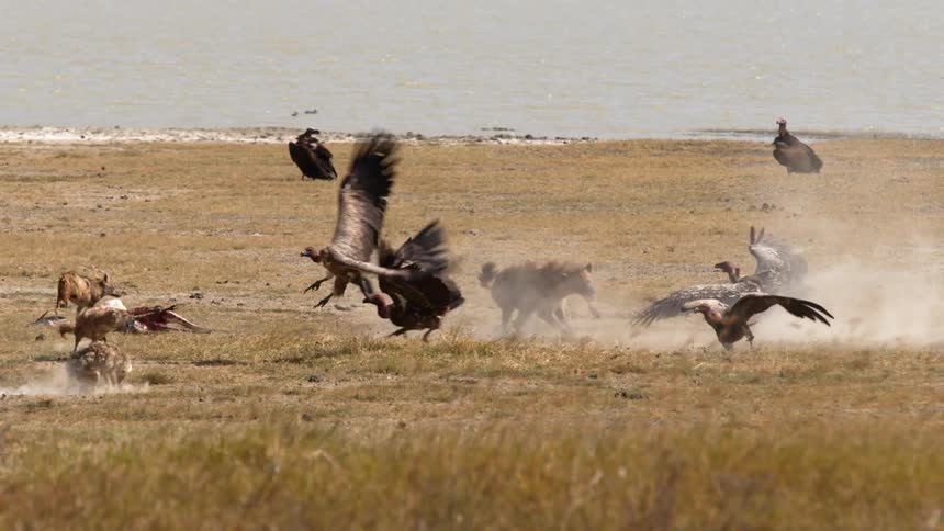 Hyena defending the carcass of a dead animal from the vultures in the african savannah