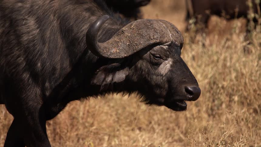 Water buffalo walks across field past other animals in herd