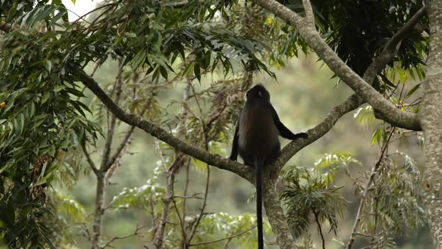 A monkey is sitting in a tree then starts climbing higher