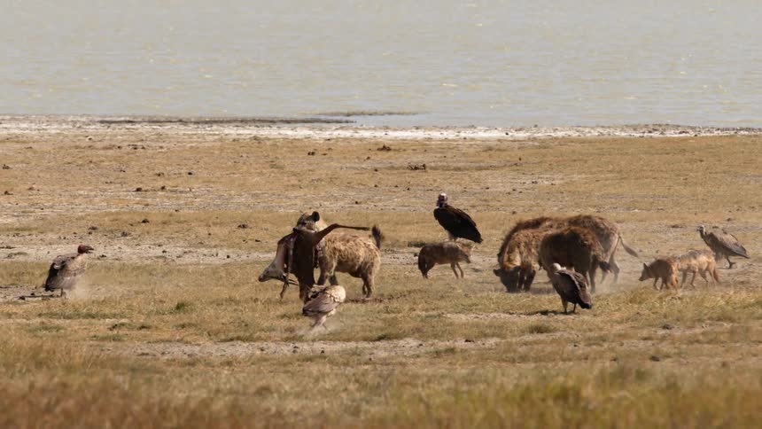 Pack of hyenas feeding from the carcass of a dead animal in the african savannah