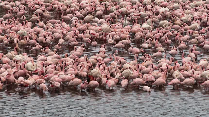 Large flock of pink flamingos relaxing and drinking water in a body of water