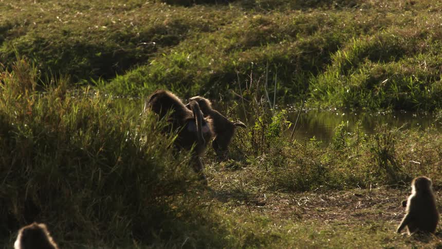 Baboons of various size stand on their hind legs to look over tall grass near water