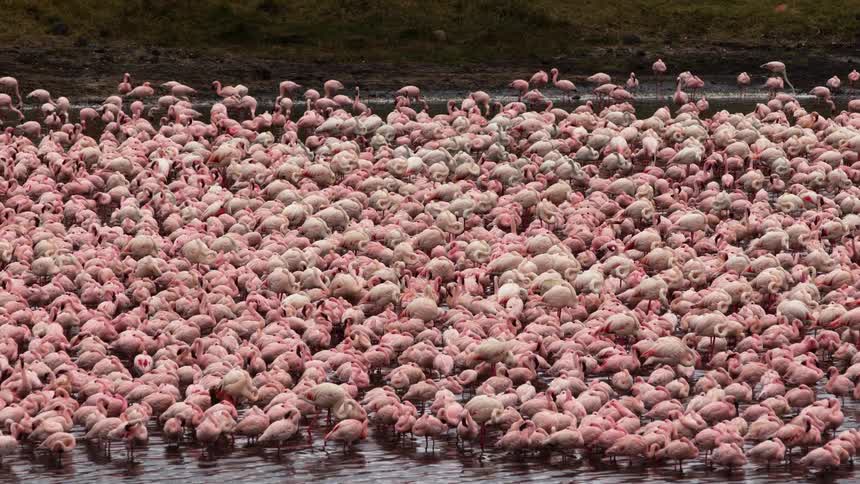 A flock of flamingos in water