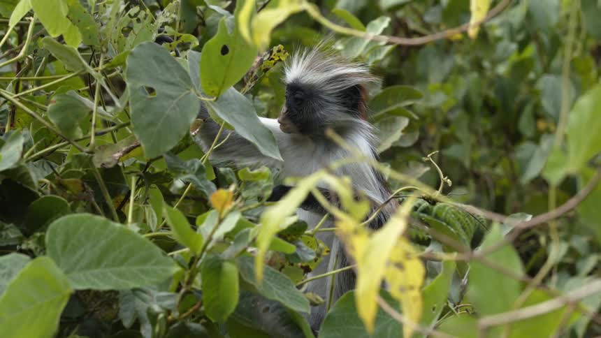 A monkey chews on leaves in a jungle