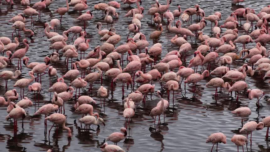 Flock of pink flamingos relaxing in a lake