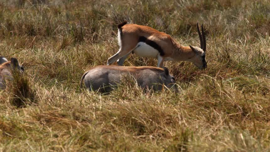 Antelope and warthogs graze along grassland