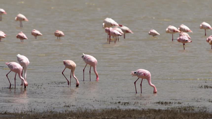 A group of flamingos search for food in the shallow waters of a river during the day