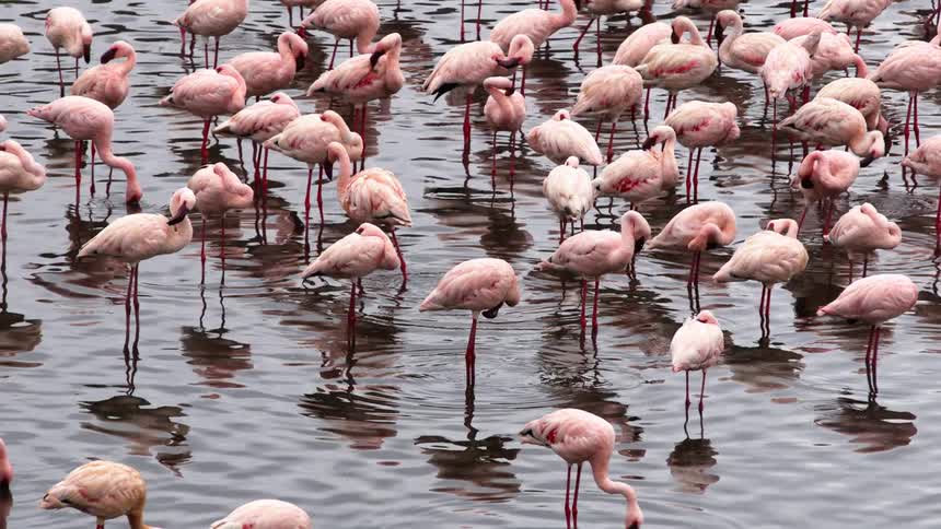 Flock of pink flamingos standing in a lake