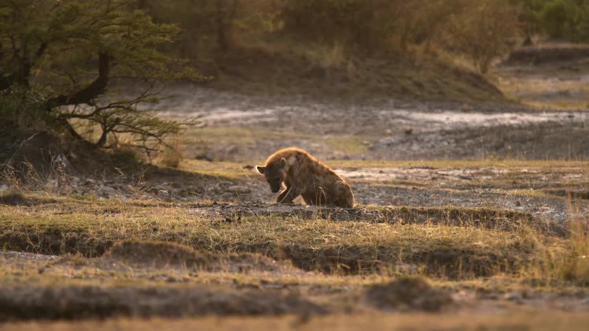 A wild animal lies down in a field