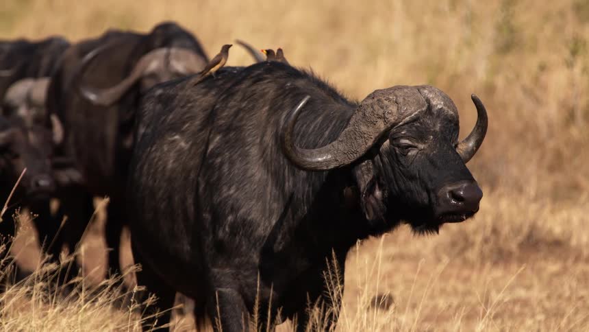 Birds perch on back of water buffalo as it and its herd stand in grassland