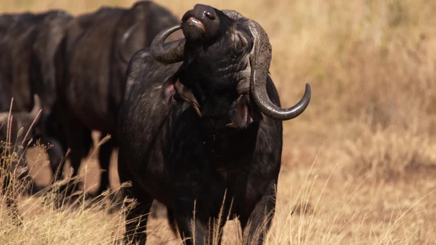 A herd of cattle standing in dry grassland