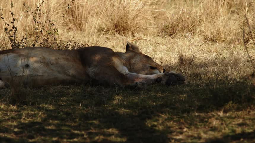 A lion sleeping in the shade